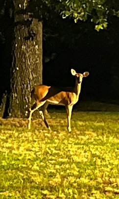 White-tailed deer in the evening at Gibson RV Park Wagoner Oklahoma